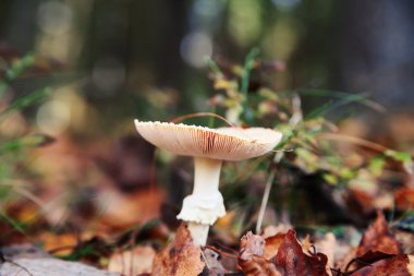 Amanita mantar sonbahar orman