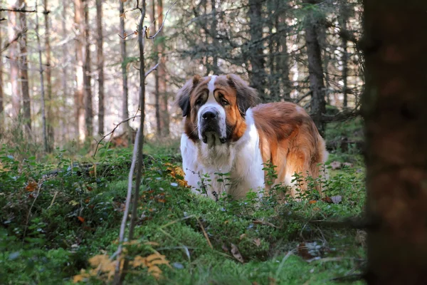 Dog walking in forest — Stock Photo, Image