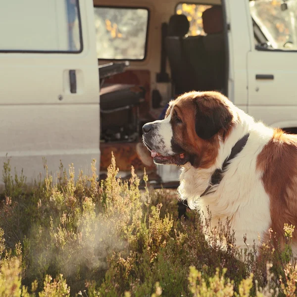 büyük köpek araba niteliğine korur