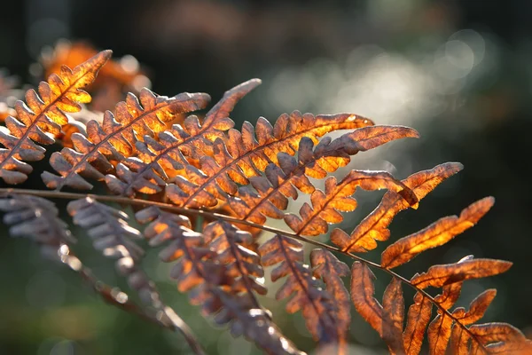 Roter Herbstfarn im Wald in der Morgensonne — Stockfoto