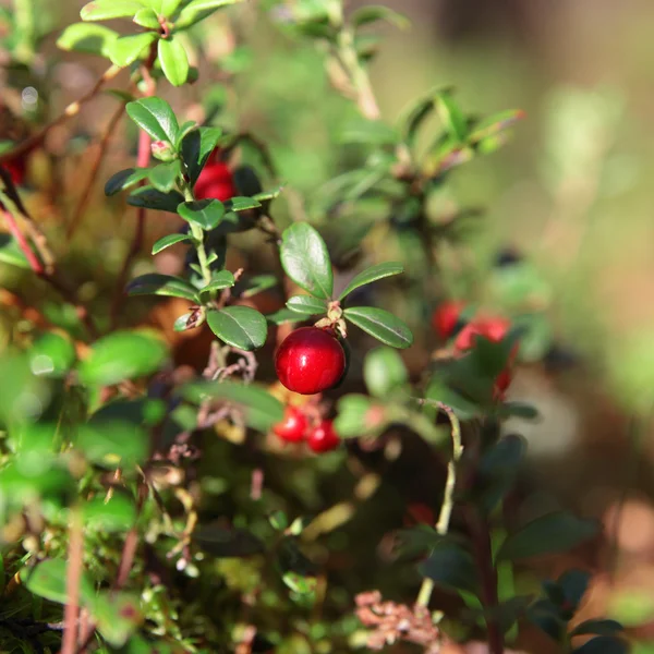 Foxberry sur brindille verte en forêt — Photo