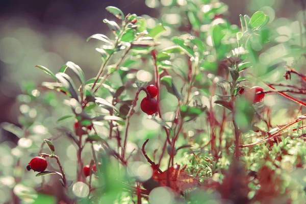 Foxberry sur brindille verte — Photo