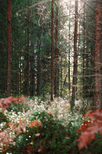 Tallskogen i tidigt på morgonen — Stockfoto