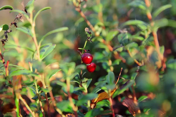 Foxberry sur brindille verte dans la forêt — Photo