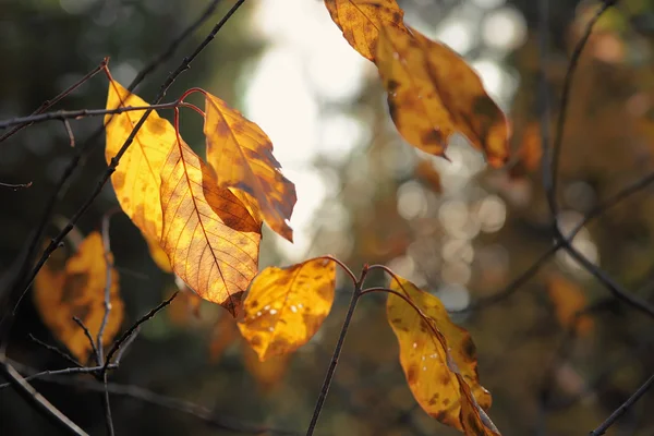 Feuilles d'automne jaunes. — Photo