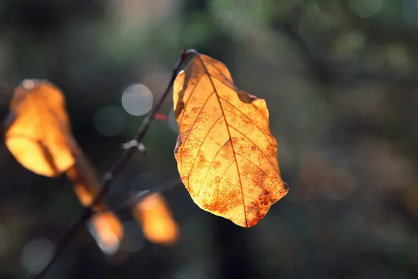 Gele herfst bladeren in de ochtendzon. — Stockfoto
