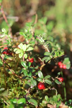 Sabahın erken saatlerinde ormandaki yeşil dal üzerinde foxberry