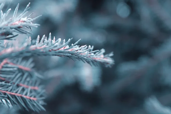 Winter nature background — Stock Photo, Image