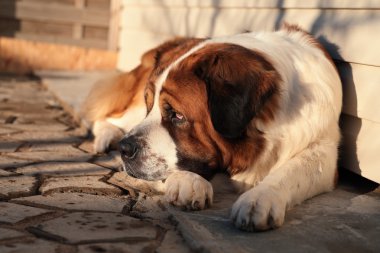 büyük bir köpek kendi topraklarında korur