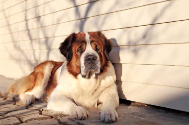 büyük bir köpek kendi topraklarında korur