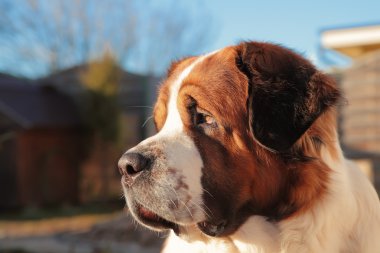 büyük bir köpek kendi topraklarında korur