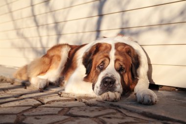büyük bir köpek kendi topraklarında korur