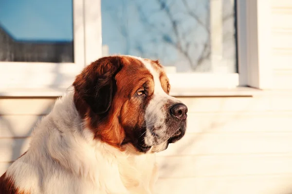 Büyük bir köpek kendi topraklarında korur — Stok fotoğraf