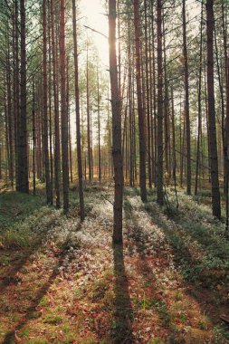 Sabahın erken saatlerinde çam ormanı