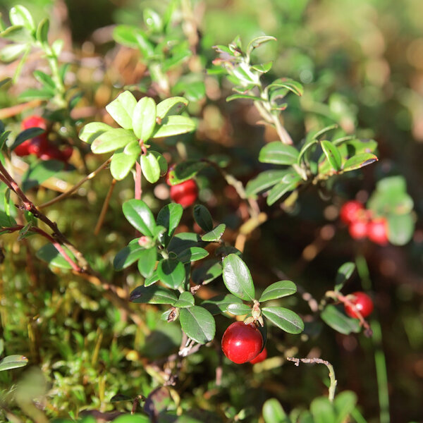 foxberry on a green twig in the forest early in the morning