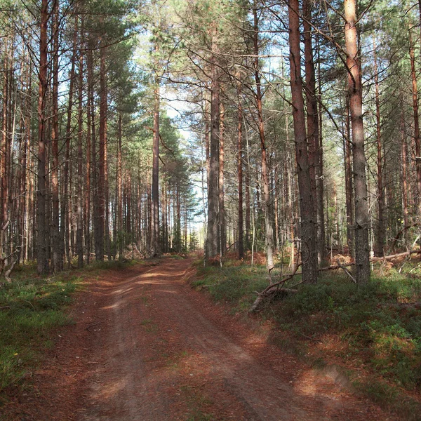Road in the pine forest. — Stock Photo, Image