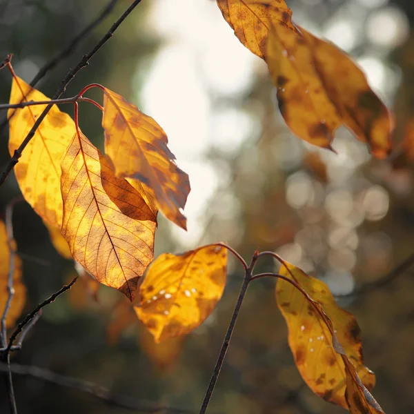 Gele herfstbladeren. — Stockfoto