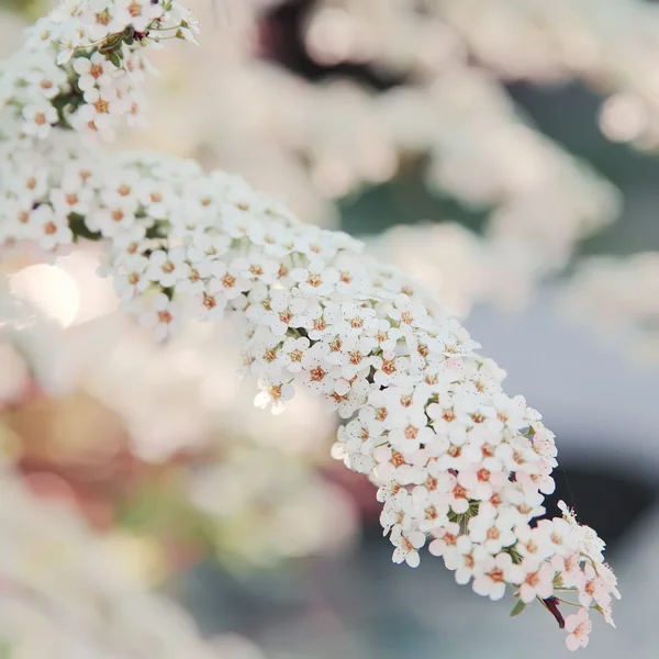 春の花の背景. — ストック写真