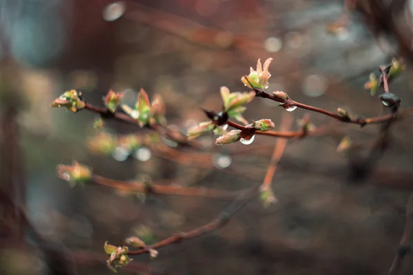 Feuilles vertes fraîches — Photo