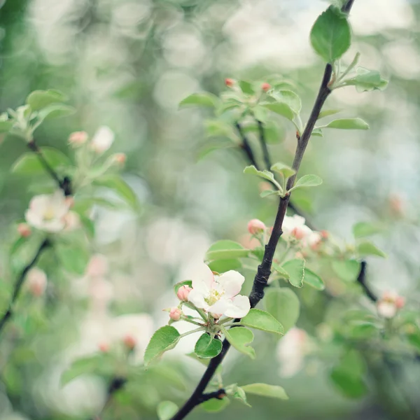 Manzanas en flor — Foto de Stock