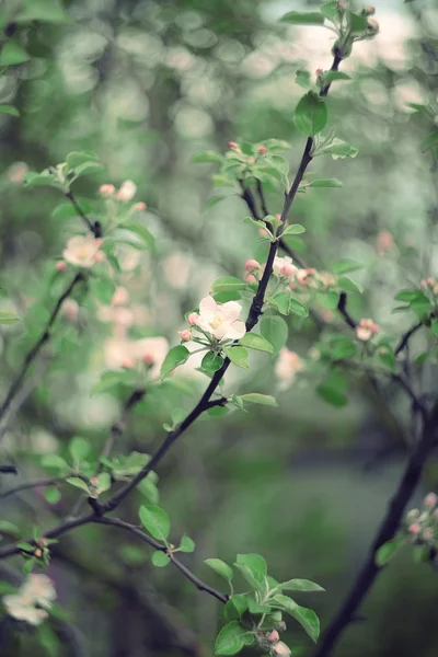 Manzanas en flor — Foto de Stock