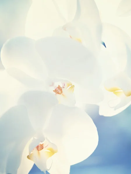 Beyaz Orkide yakın çekim