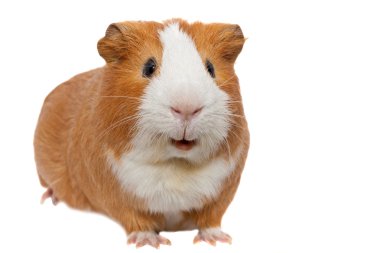 Red guinea pig clipart