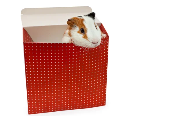 Guinea pig in the present box isolated on white background — Stock Photo, Image