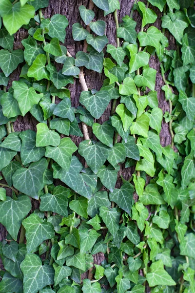 绿色的常春藤背景 — 图库照片