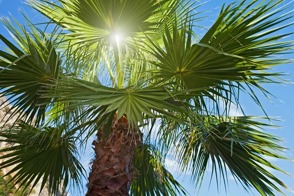 Palm tree and sun rays against blue sky Stock Image