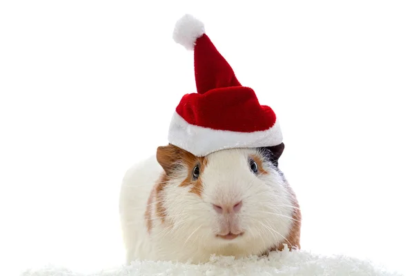 Conejillo de indias en sombrero de Navidad aislado en blanco Fotos de stock libres de derechos