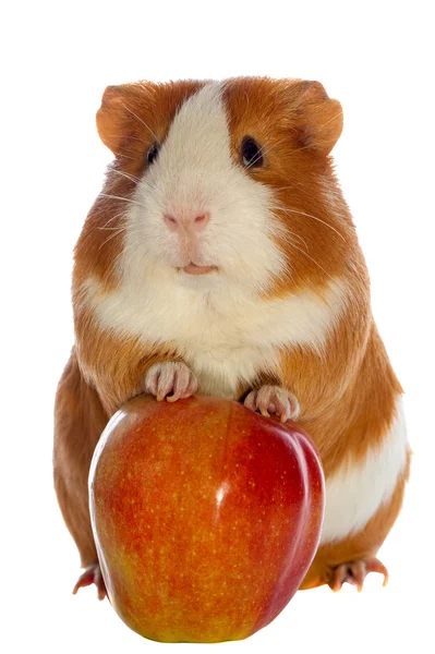 Guinea pig and red apple isolated over white — Stock Photo, Image