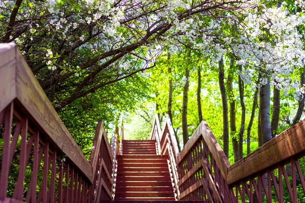 Escalera hacia la primavera Imágenes de stock libres de derechos