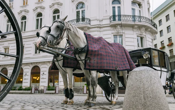 Wien, Österreich, ein Paar Pferde, die zu einer Kutsche eingespannt sind. — Stockfoto