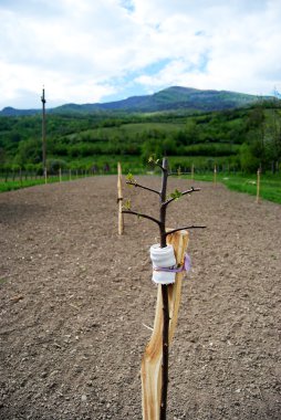 küçük meyve ağacı