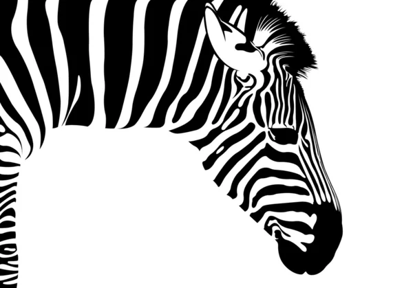 Zebra isolated — Stock Vector