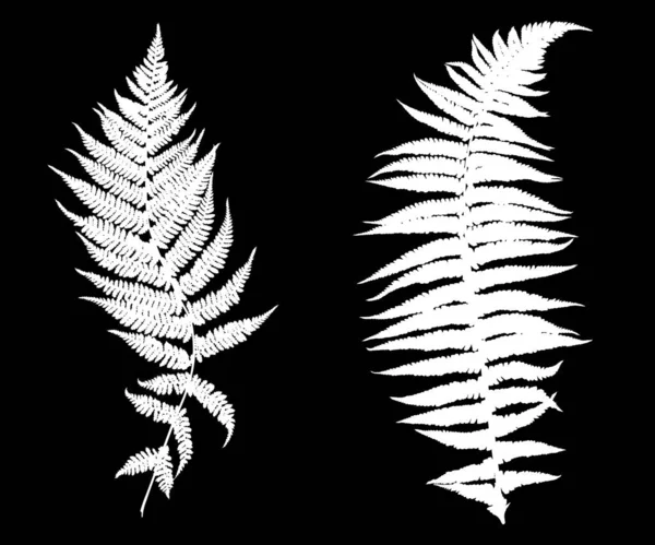 Illustration Different Ferns Black Background — Stock Vector