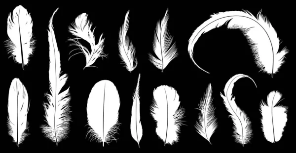 Illustration Different Feathers Black Background Royalty Free Stock Illustrations