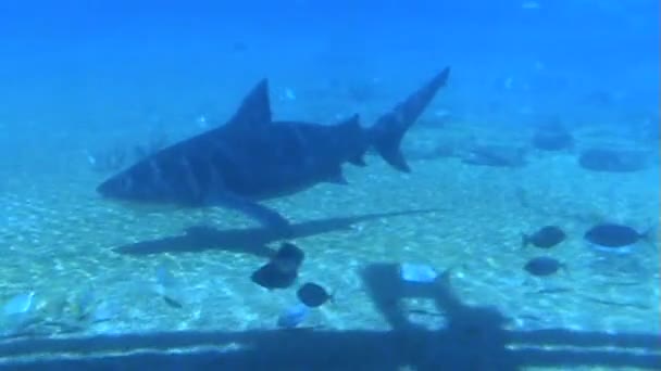 Acuario Sea World, Costa Dorada — Vídeo de stock