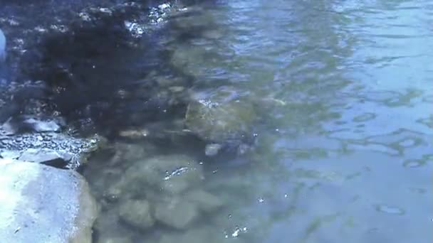 Tortue de mer — Video