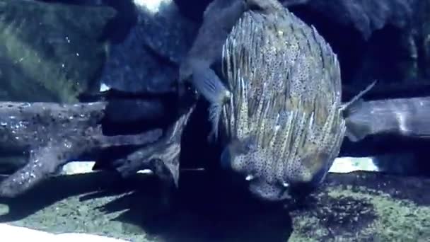 Pesce palla Torsione — Video Stock