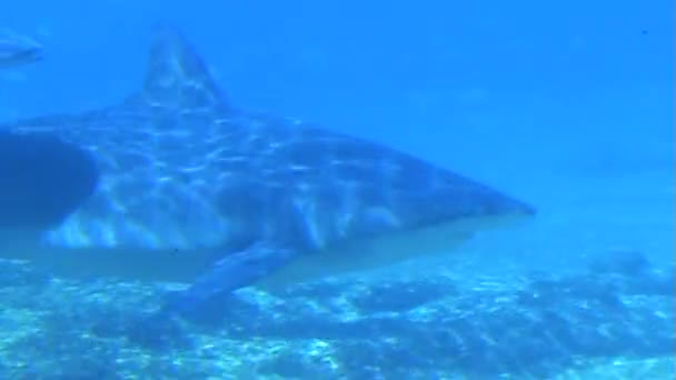 Maman et bébé requin — Video