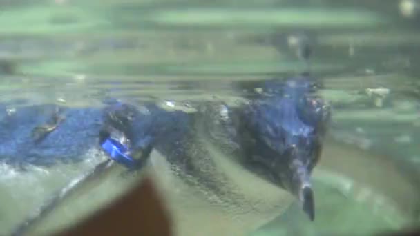 Fairy penguin, underwater shot — Stock Video