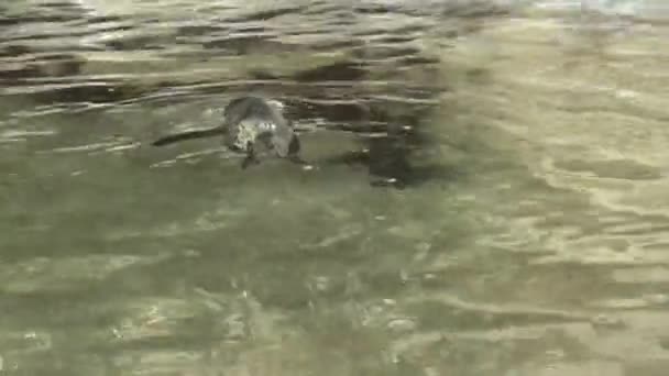 Kleiner Pinguin im Teich — Stockvideo