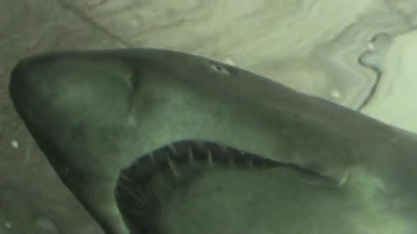 Rahang hiu — Stok Video