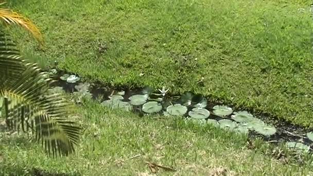 Fiore bianco della pianta del giglio dell'acqua — Video Stock