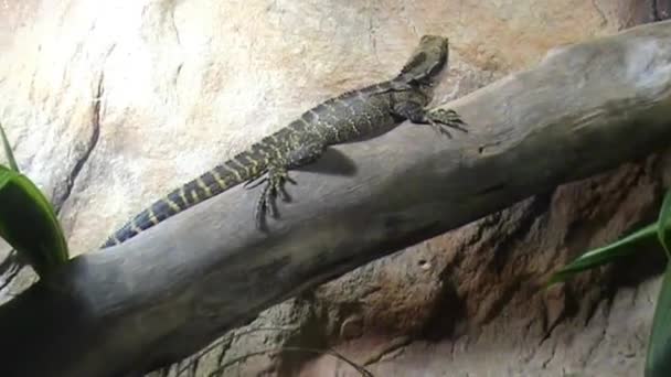 Lagarto en el árbol caído — Vídeos de Stock