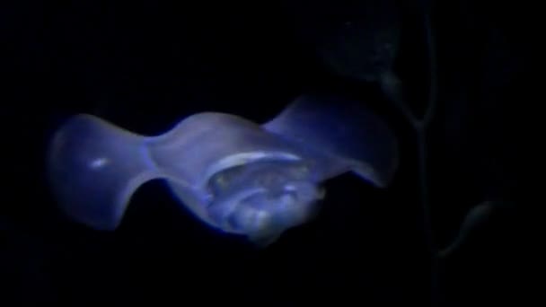 Tintenfisch in blauem Licht auf schwarzem Hintergrund — Stockvideo