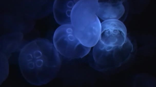 Medusas fundo fundo do mar profundo — Vídeo de Stock