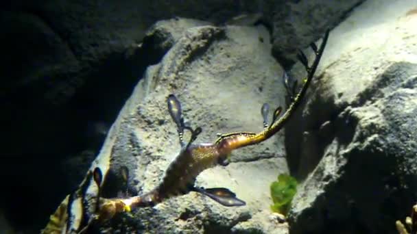 Kayalıkta yapraksı deniz ejderhası (denizatı) — Stok video
